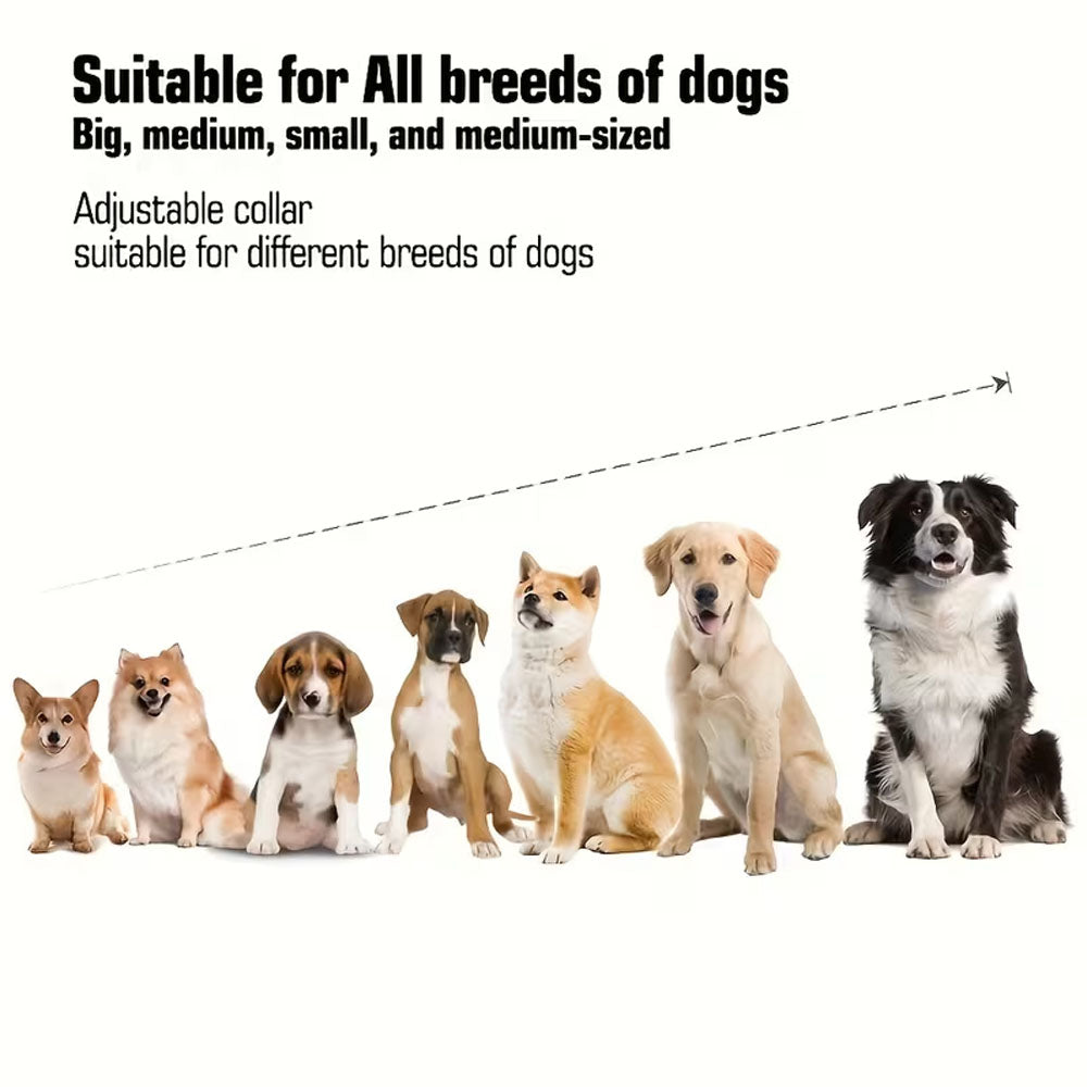 Dog Training Collar